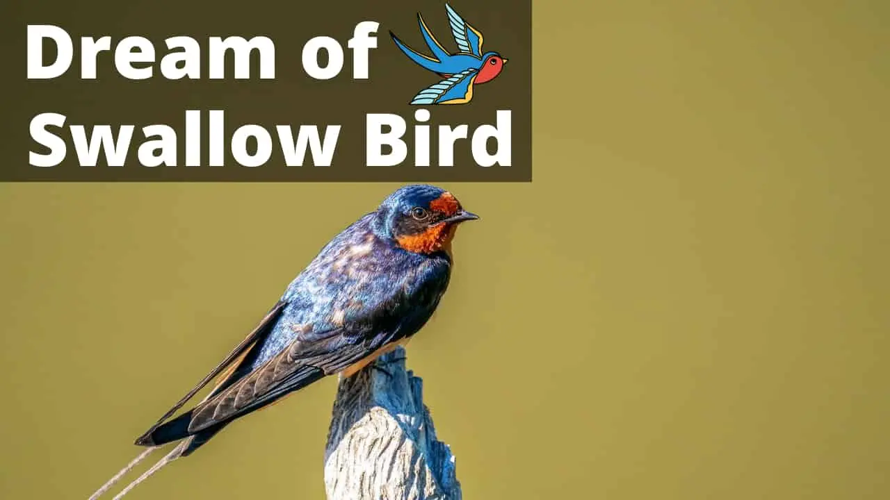 Swallow Bird – Spiritual Meaning and Symbolism