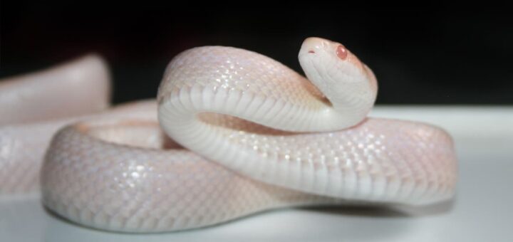 White Snake Picture