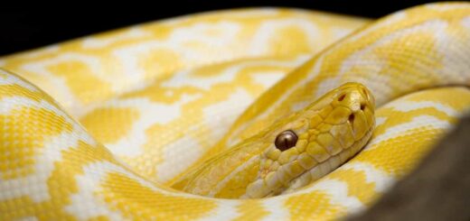 Yellow Snake Dream