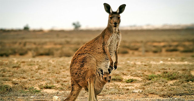 Mơ thấy kangaroo